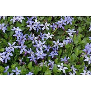 1.0-Pint Pratia Perennial Plant with Purple Flowers (4-Pack) 2531