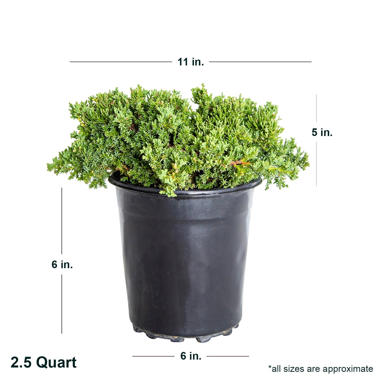 Blue Pacific Juniper (2.5 Quart) Low-Growing Evergreen Groundcover - Full Sun to Part Sun Live Outdoor Plant