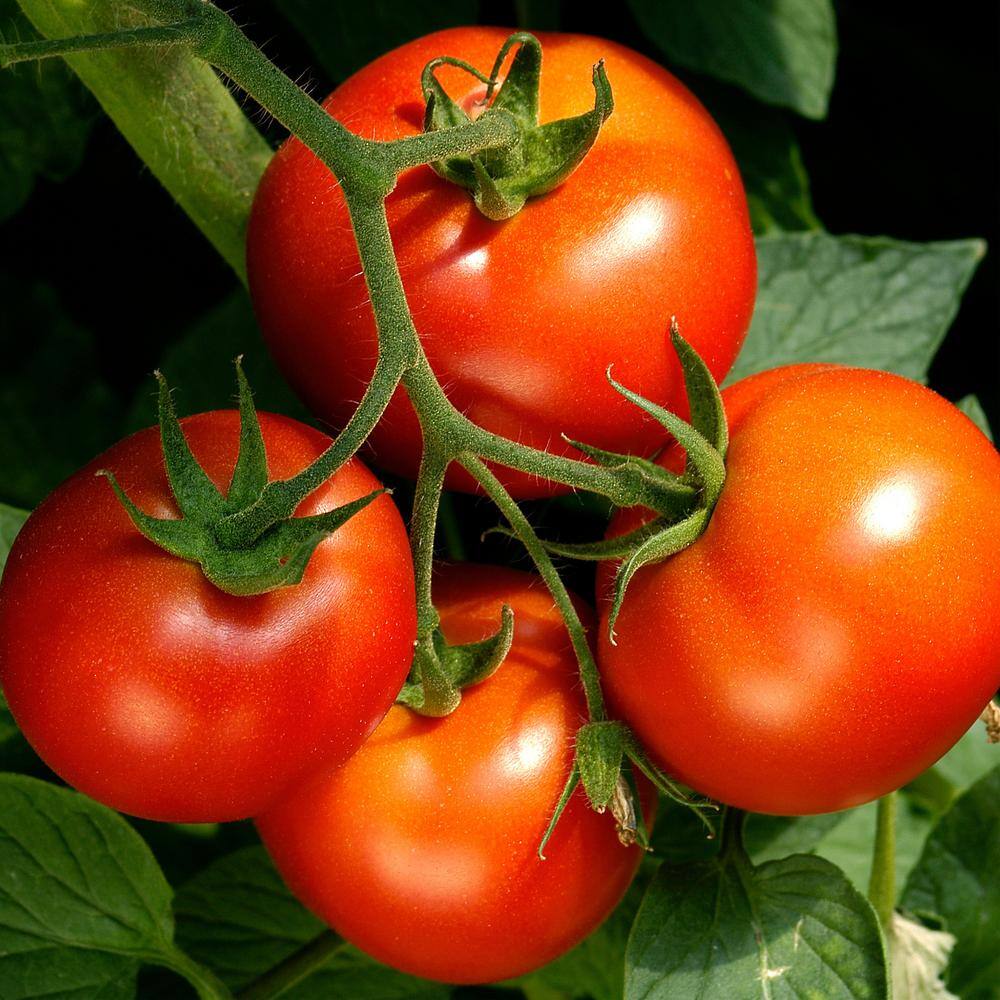 Bonnie Plants 19 oz. Celebrity Tomato Vegetable Plant 0219