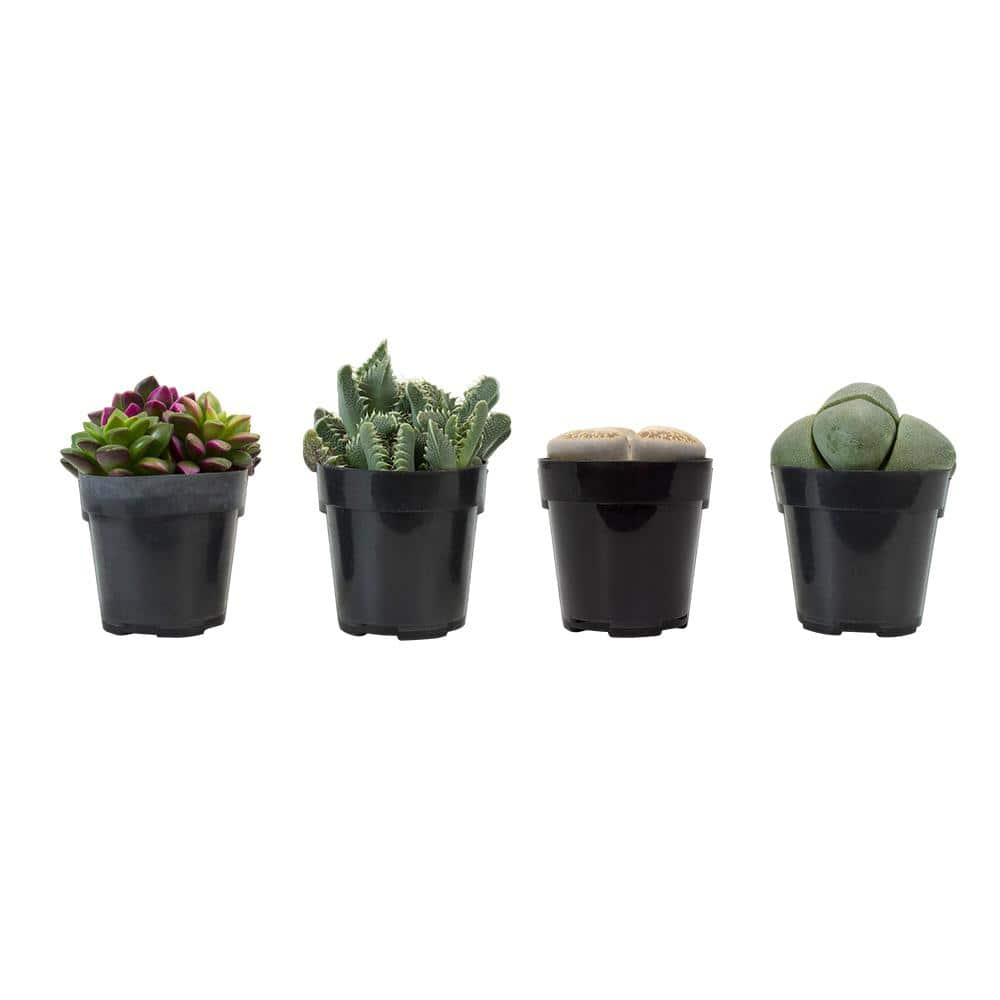 SMART PLANET 2.5 in. Mimicry Assorted Succulent Plants (4-Pack) 0880052