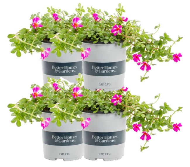 Better Homes and Gardens 1 Quart Purslane Pazazz Nano， Multicolors， Annual， Live Plant (4 Count Pack)