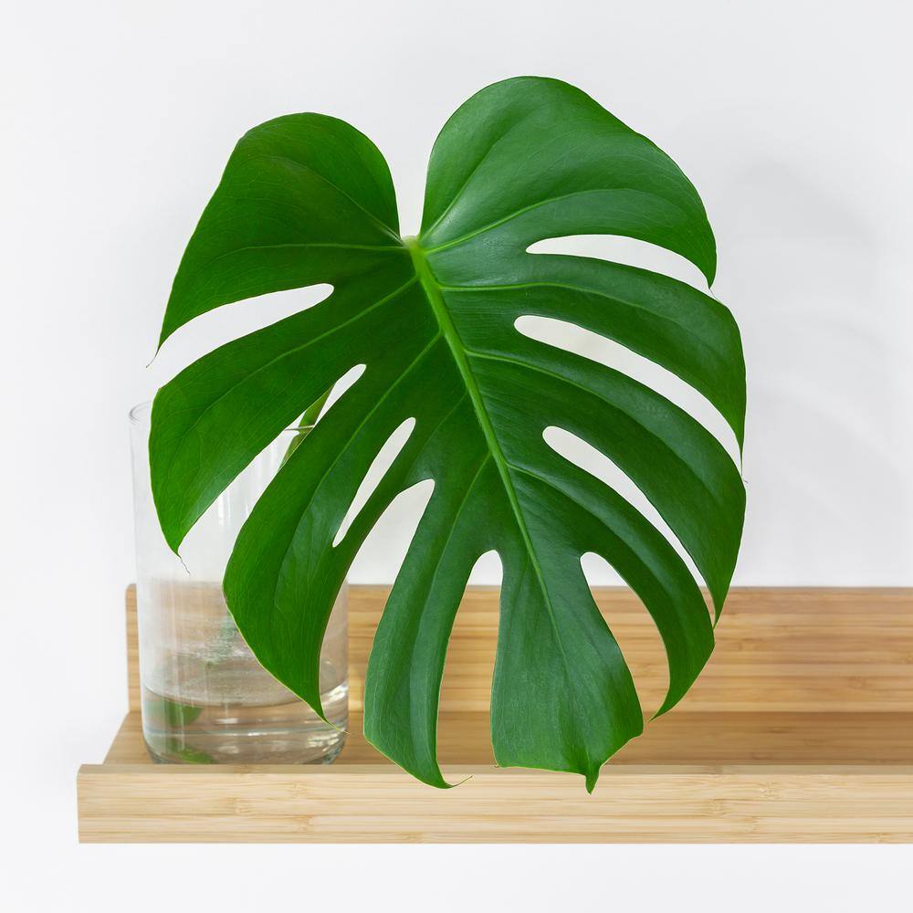 national PLANT NETWORK 10 in. Monstera Swiss Cheese Plant HD7670