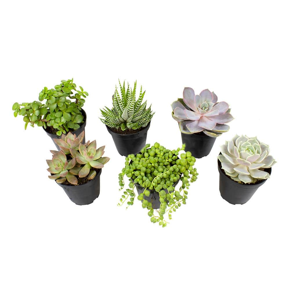 SMART PLANET 9 cm Assorted Succulent Plant Collection (6-Pack) 0883220