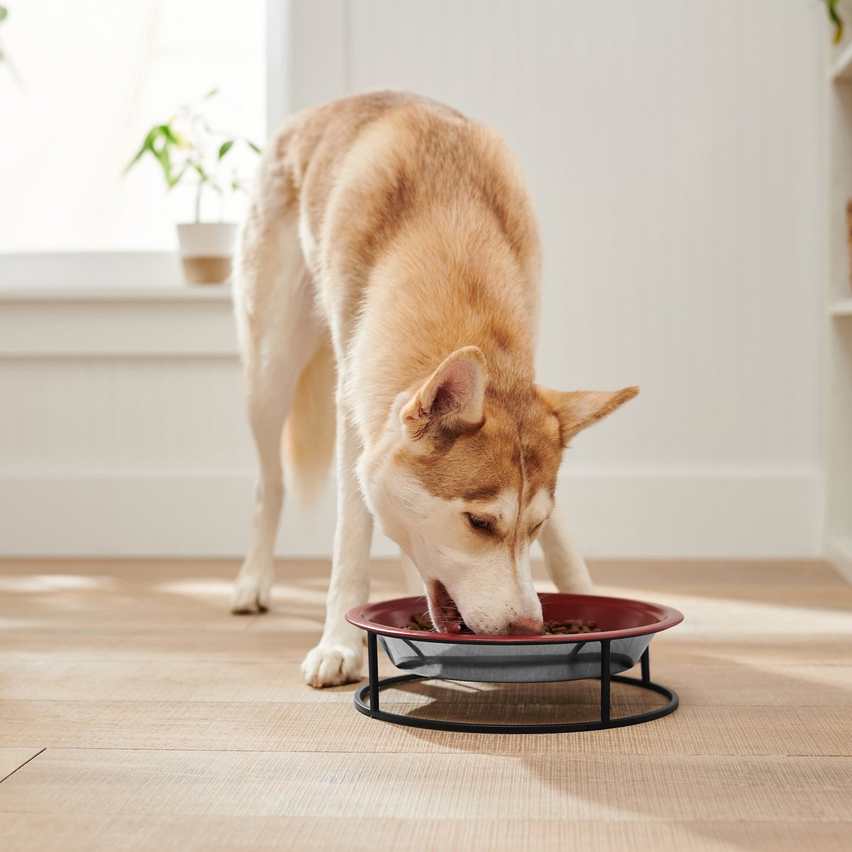 Frisco Elevated Non-skid Stainless Steel Dog and Cat Bowl