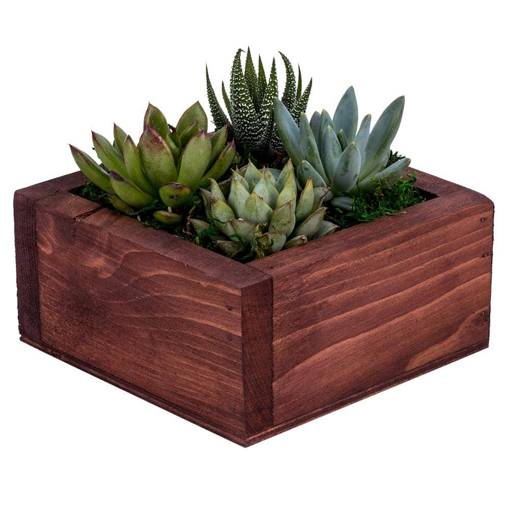 DecoBlooms Living Wall Succulent Garden DB6812