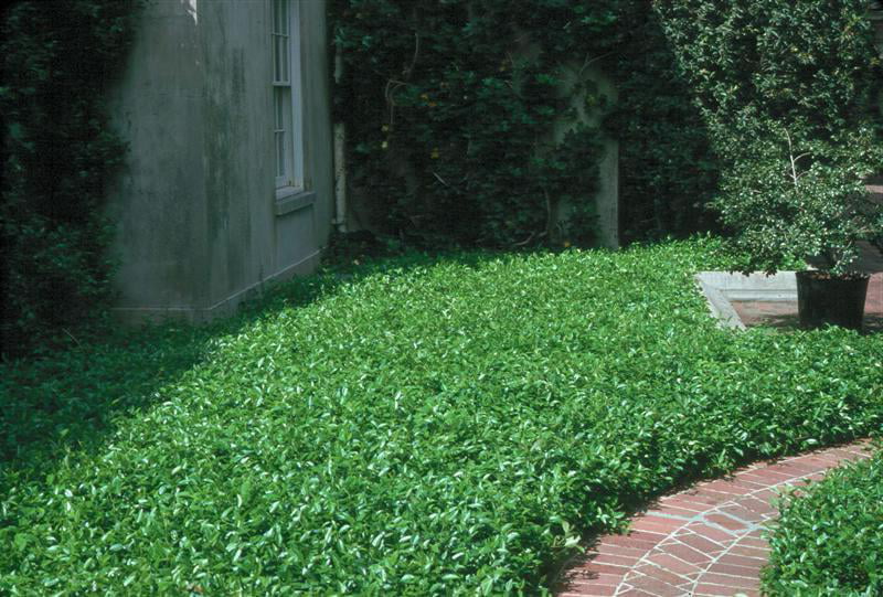 Classy Groundcovers - Asiatic Jasmine Asian Jasmine， Dwarf Jasmine， Japanese Star Jasmine {54 Pots - 2 1/2 inch Square}