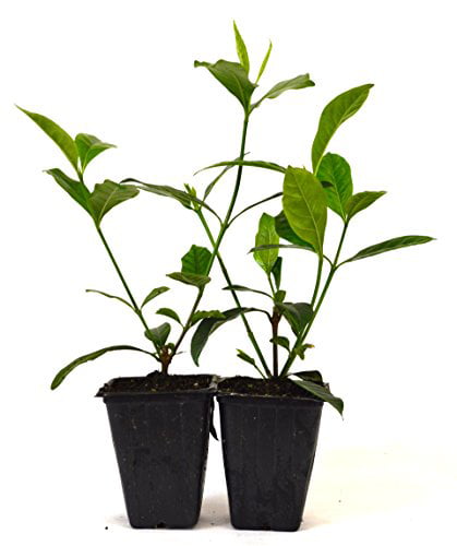 9GreenBox - Gardenia Jasminoides 'Veitchii' - Fragrant - 2 pack