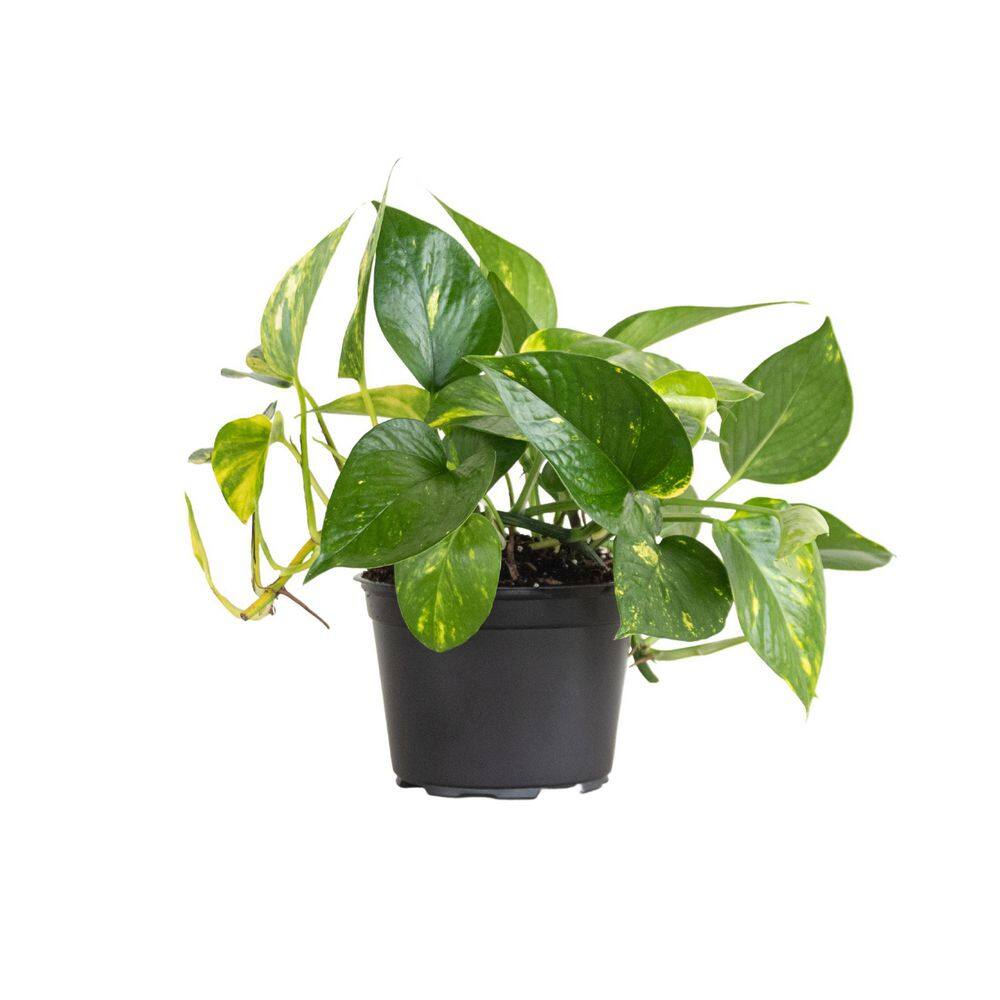 United Nursery Golden Pothos in 6 in. Grower Pot 22310