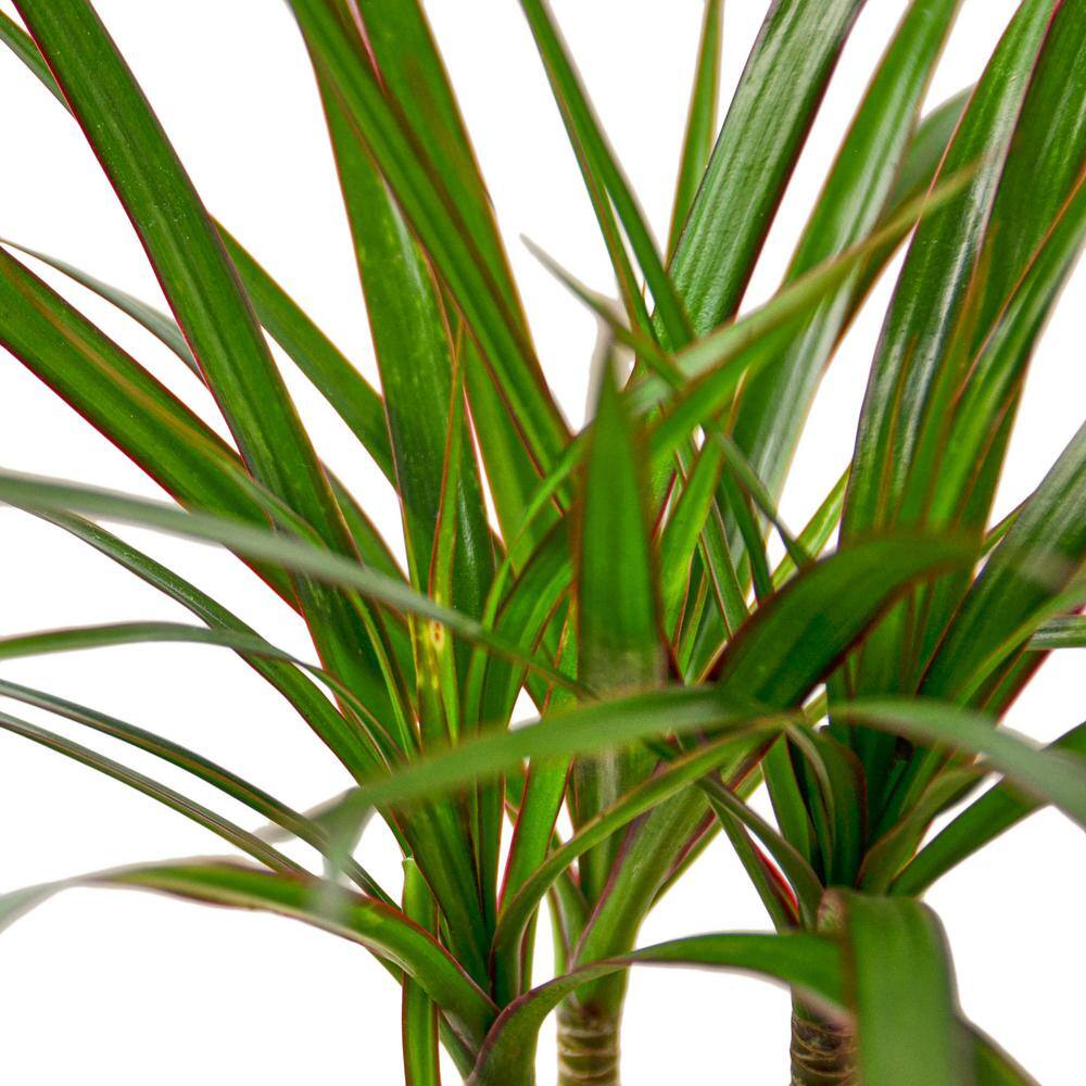 Marginata Cane Dracaena Plant in 4 in. Grower Pot 4_DRACAENA_MARGINATA.CANE