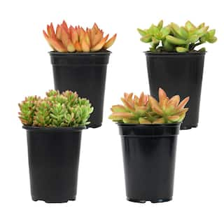 SMART PLANET 1 qt. Sedum Assorted Succulents (4-Pack) 0872639