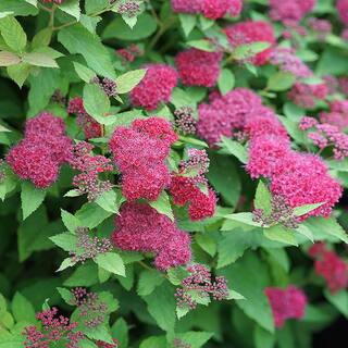 PROVEN WINNERS 2 Gal. Double Play Doozie Spirea with Red to Purple Flowers 14737