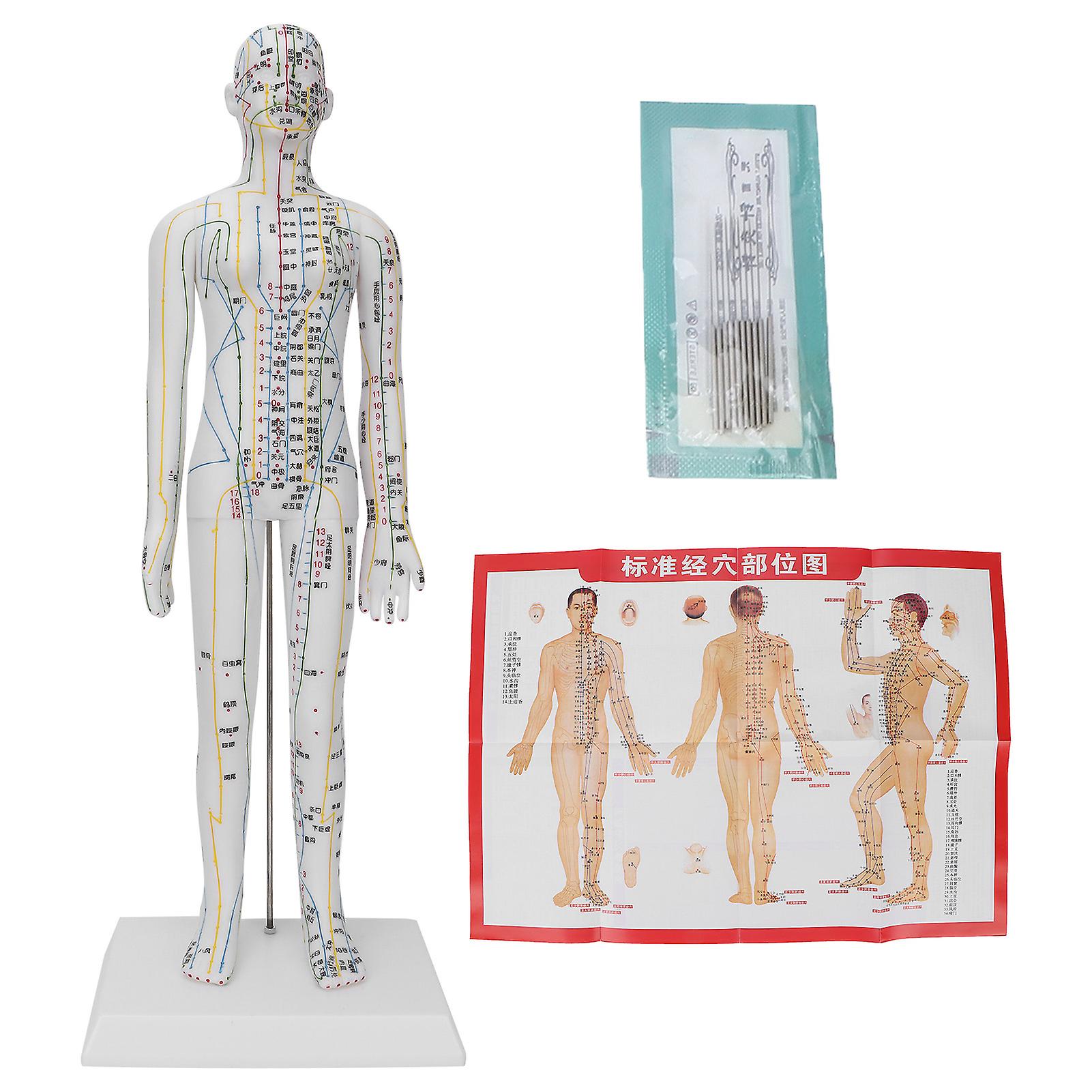 Teaching Acupuncture Meridians Model Women Acupuncture Model With Base Acupuncture Needle Set