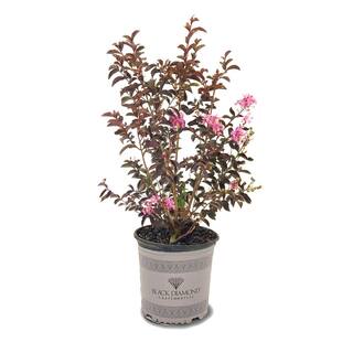 BLACK DIAMOND 3 Gal. Shell Pink Crape Myrtle Tree CRMBSP03G
