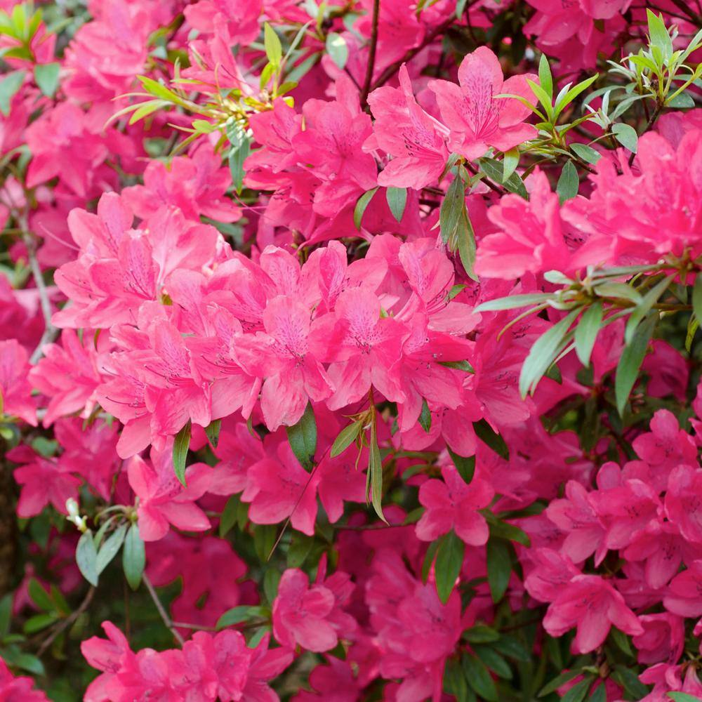 national PLANT NETWORK 2.25 Gal. Azalea Chinzan Flowering Shrub with Pink Blooms HD7027