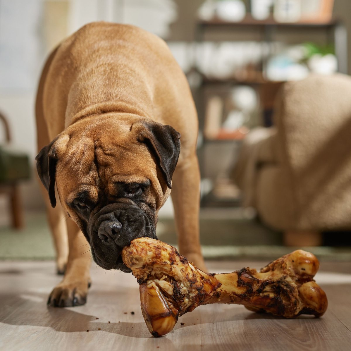 Bones and Chews Made in USA Beef Femur Dog Treat