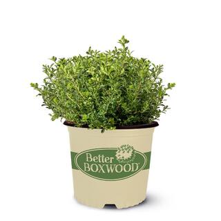 BETTER BOXWOOD 1 Gal. Renaissance Boxwood Shrub 18190