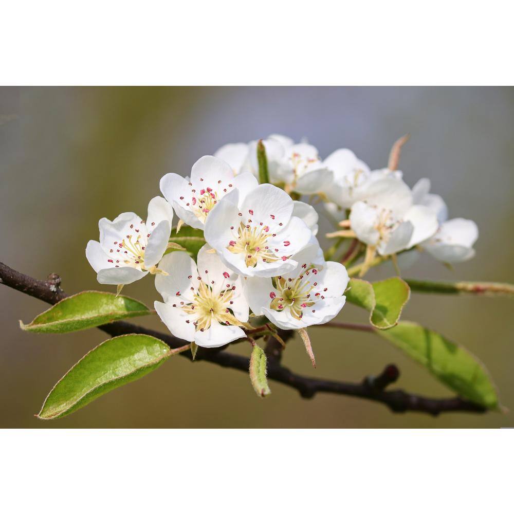 Online Orchards 3 ft. D'Anjou Pear Tree with Light Citrusy Flavor Perfect for Cooking FTPR205