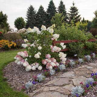 FIRST EDITIONS 3 Gal. Vanilla Strawberry Hydrangea Shrub with Pink Blooms HYD-VST3