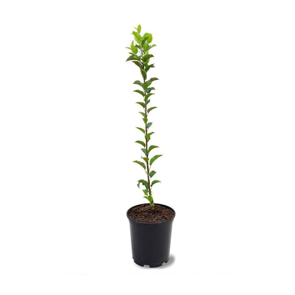 Southern Living 1 gal. Candy Crisp Apple Tree APPCAN01G