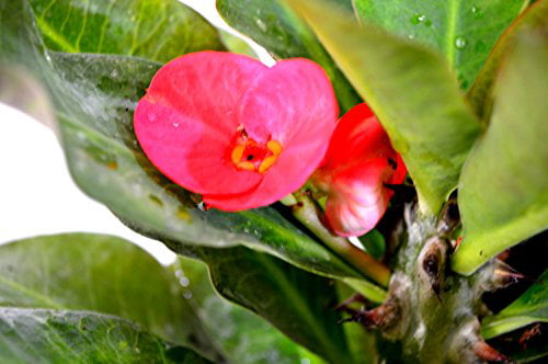 9GreenBox - Red Crown of Thorns Bonsai with Water Tray and Fertilizer