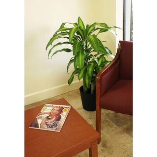 Costa Farms Mass Cane Indoor Plant in 8.78 in. Grower Pot Avg. Shipping Height 2-3 ft. Tall 10MC2