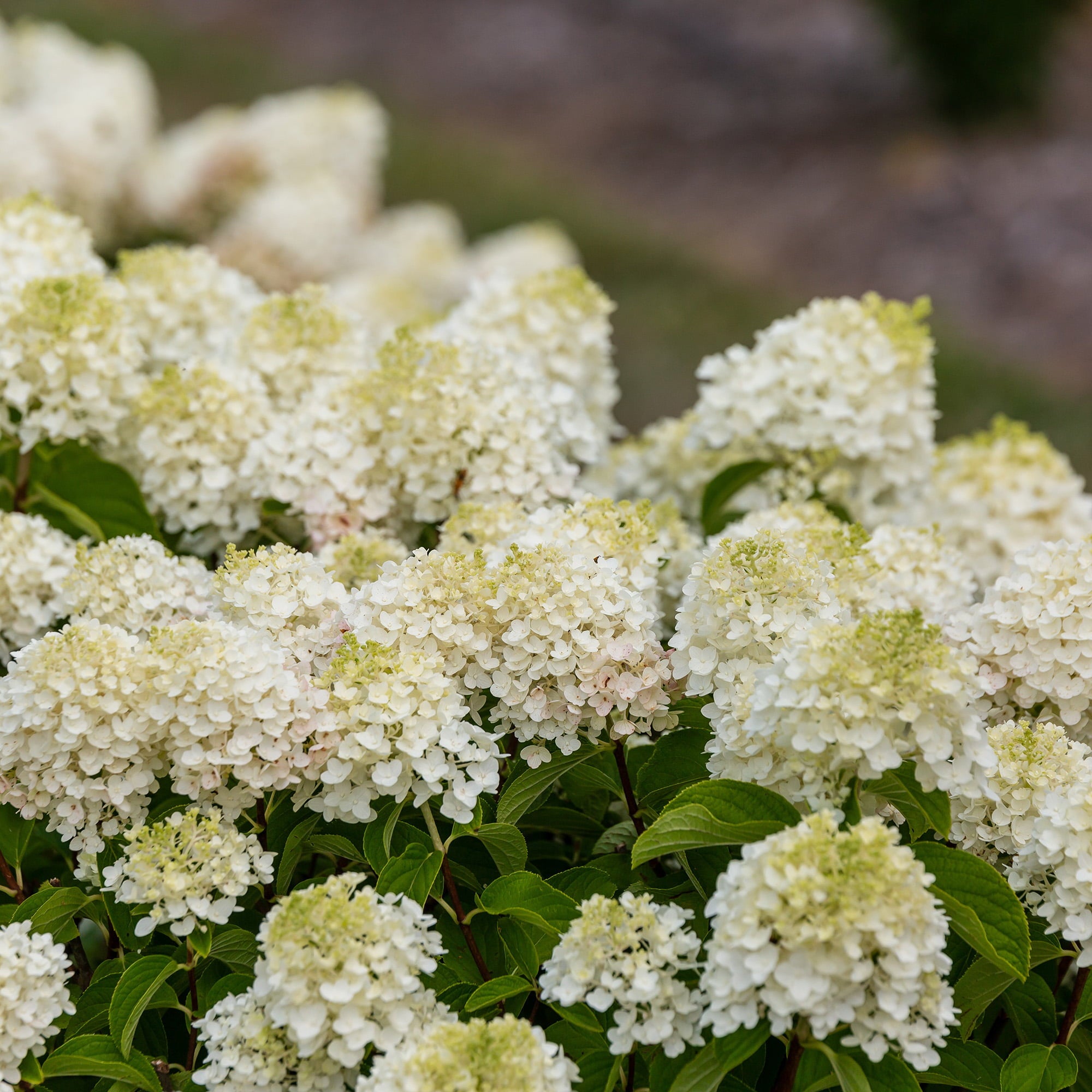 First Editions Hydrangea Little Hottie Live Shrub (2 Gallon)