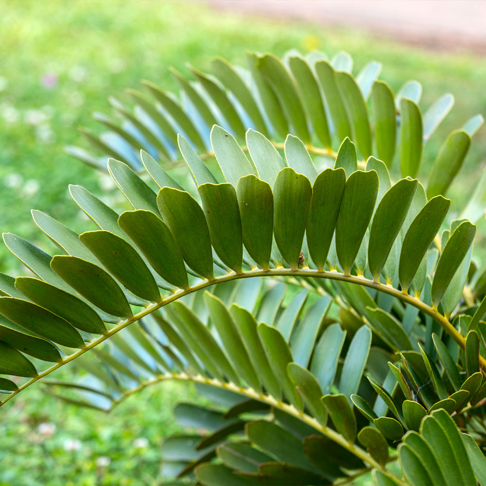 Cardboard Palm Tree