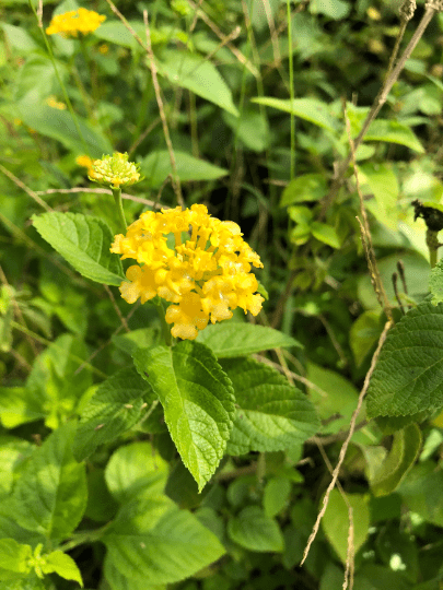 New Gold Lantana Camara Flowers Two 2 Live Plants-Natural Mosquito Repellant Garden -Attract Hummingbirds and Butterflies -Each in 4 inch Pots