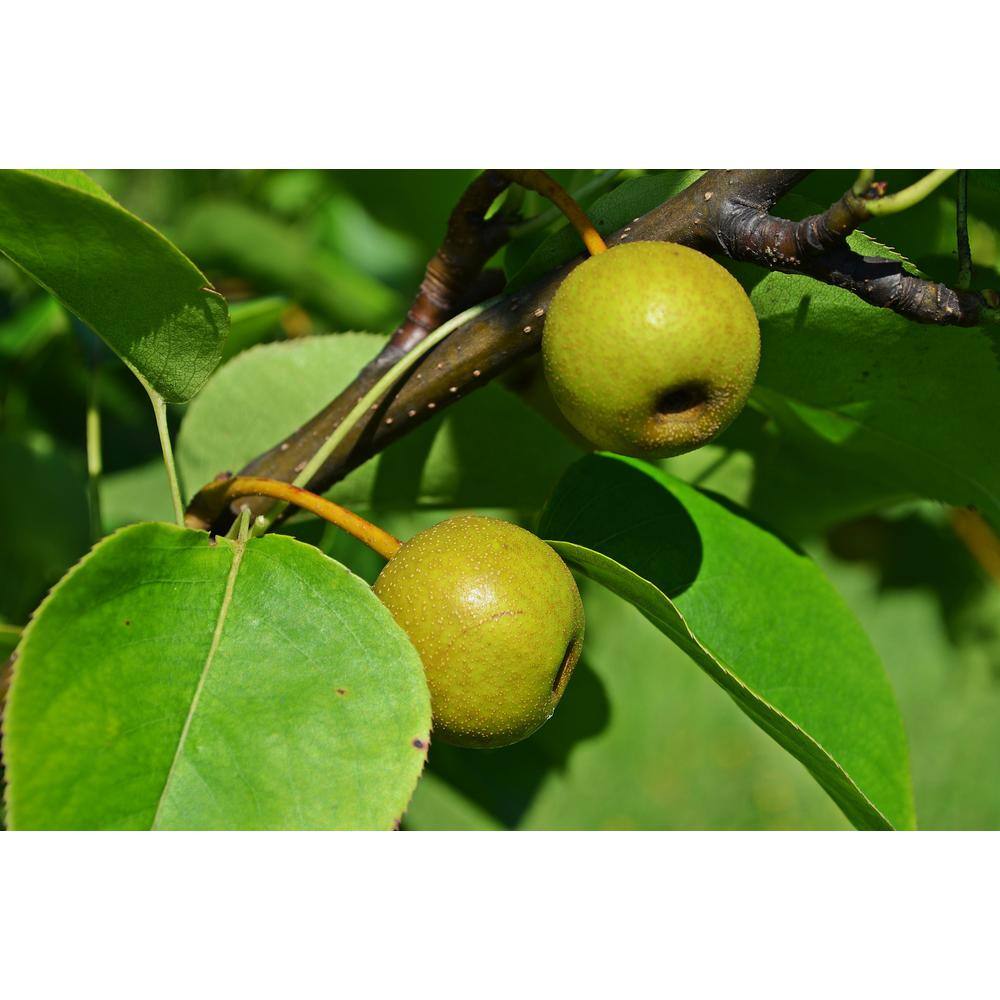 Online Orchards 4-in-1 Asian Pear Jubilee Tree Bare Root CBAS004