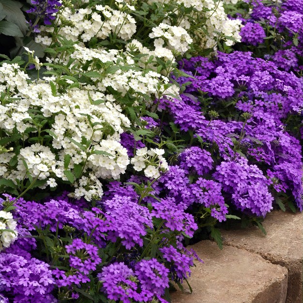 2.5qt Endurascape Dark Purple Verbena Plant With Purple Blooms - National Plant Network