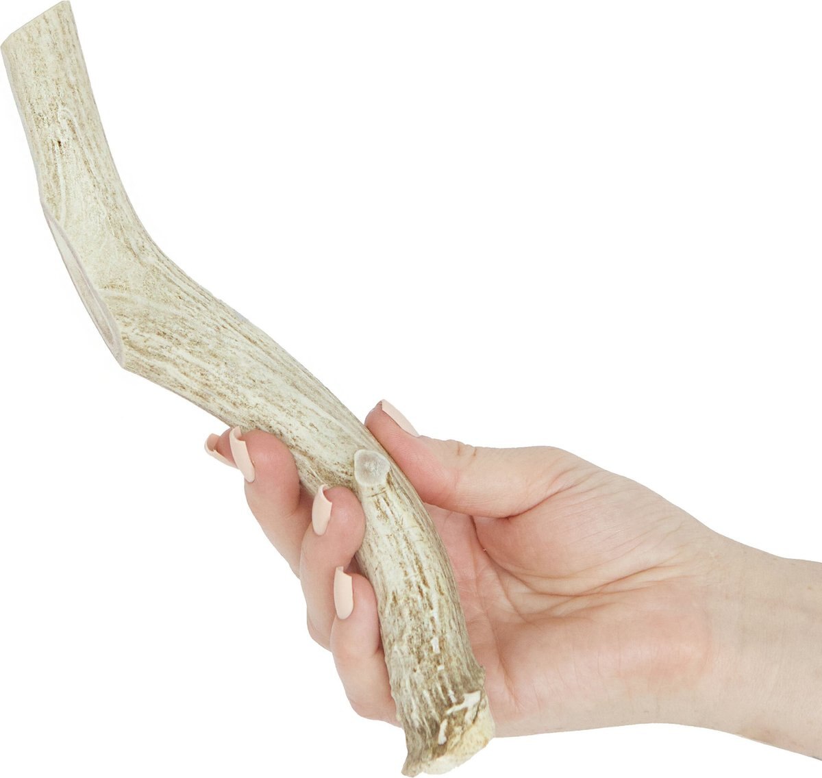 Prairie Dog Whole Deer Antler Dog Chews， 8 - 9.5 in