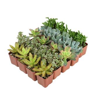 SMART PLANET 2 in. Assorted Mini Succulent (20-Pack) 0881145