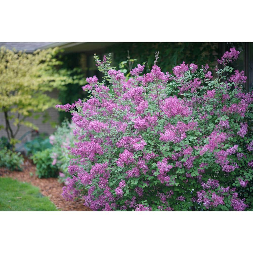 PROVEN WINNERS 2 Gal. Bloomerang Dark Purple Reblooming Lilac (Syringa) Live Shrub with Deep Purple Flowers PWSPA2BLM1PK