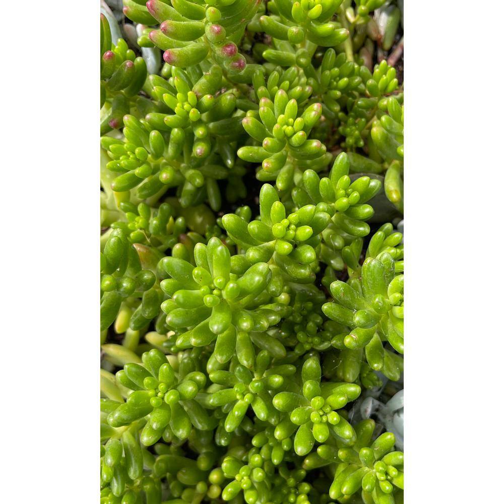 Cesicia Sedum Rubrotinctum Jelly Bean Spreading Plant (3-Pack) MMPlant14