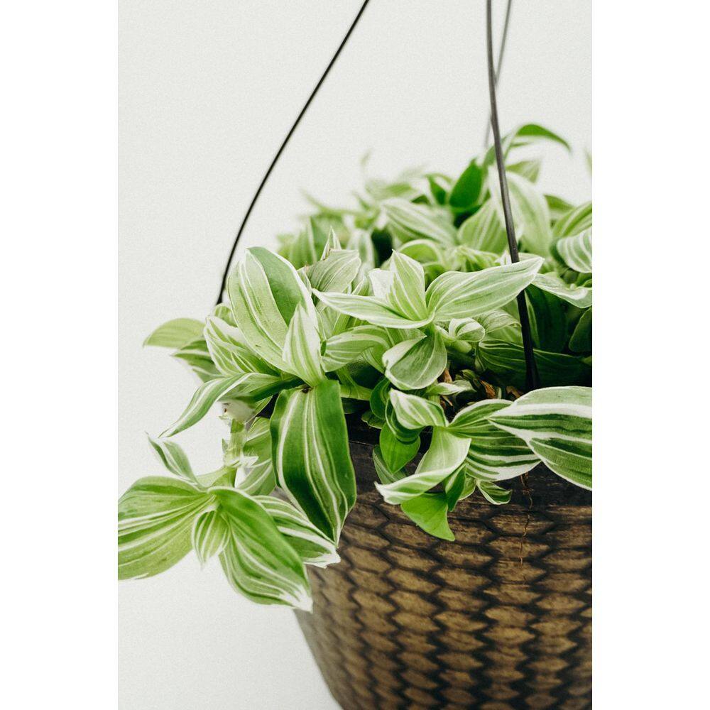 Vigoro 12 in Tradescantia zebrina Hanging Basket Plant (White) 90919