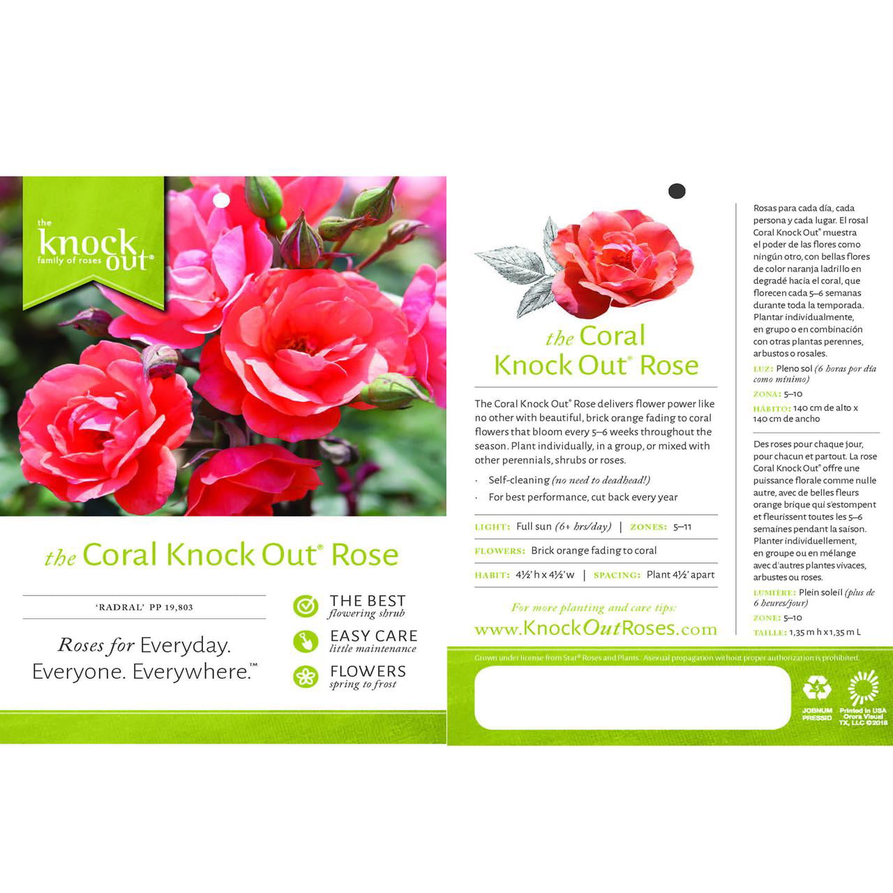 The Coral Knock Out® Rose Plant with Unique Coral Blooms 1 Gallon