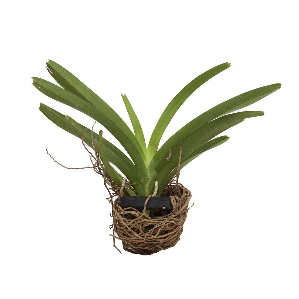 Better-Gro 4 in. Orchid Pink Vanda Package Plant Plastic Basket 20329