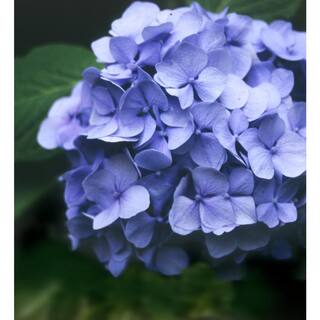 national PLANT NETWORK 2.5 Qt. Penny Mac Hydrangea Shrub with Blue-Pink Flowers HD4026