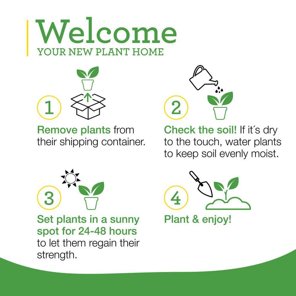 Bonnie Plants 19.3 oz. Sweet Genovese Basil Herb Plant 118480