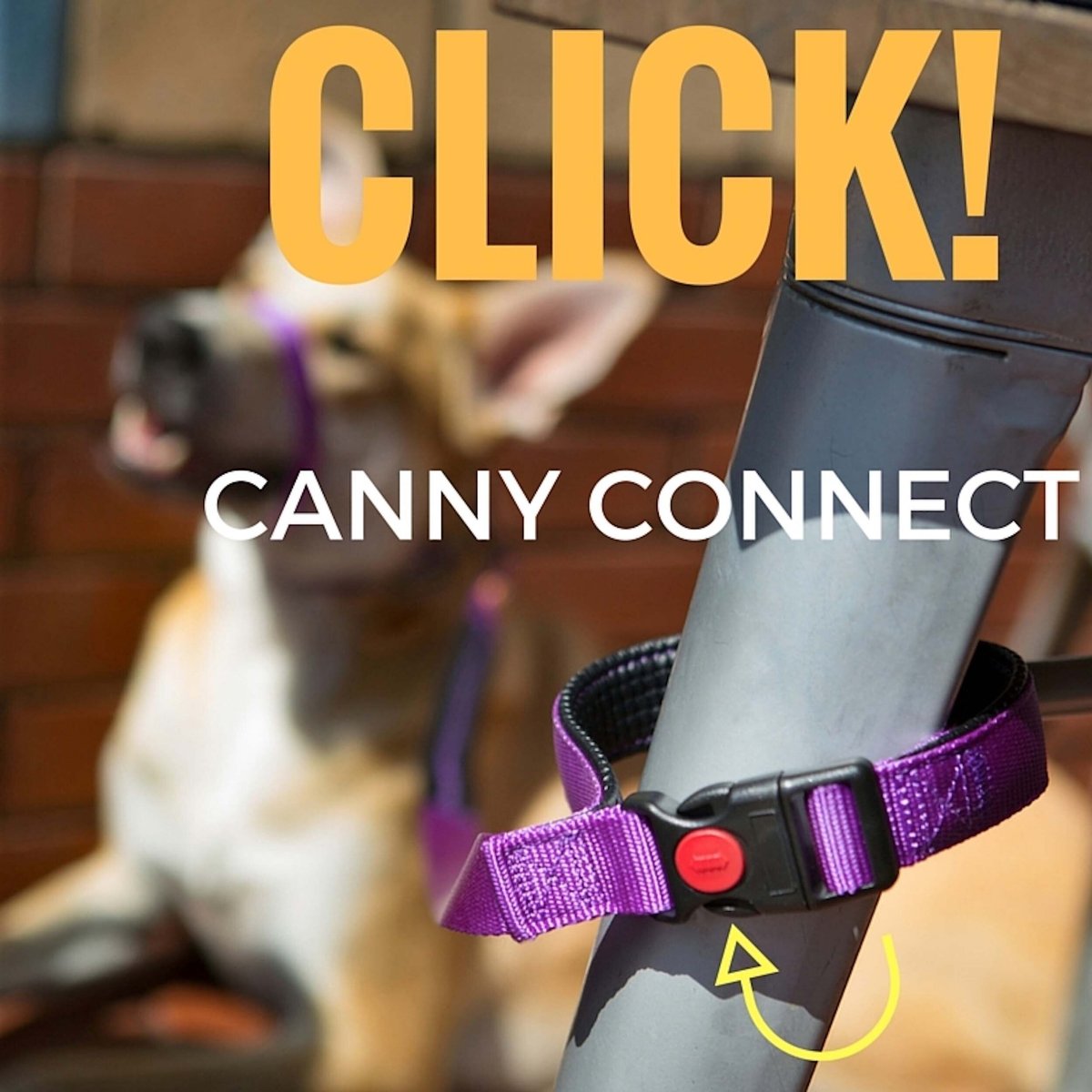 Canny Connect Dog Leash With Lockable Fixed Point Buckle