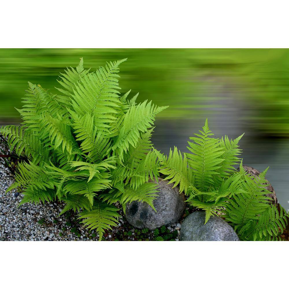 Online Orchards 1 Gal. Male Fern Shrub Excellent Lowgrowing and Shade Loving Perennial SBFR002