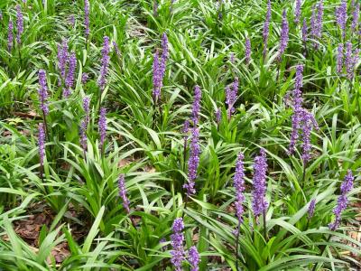 Classy Groundcovers - Lily Turf 'Royal Purple' Lilyturf， Border Grass， Monkey Grass {25 Pots - 3 1/2 inch Square}