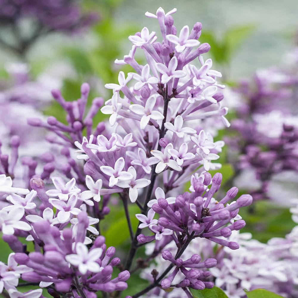 Dwarf Korean Lilac Tree