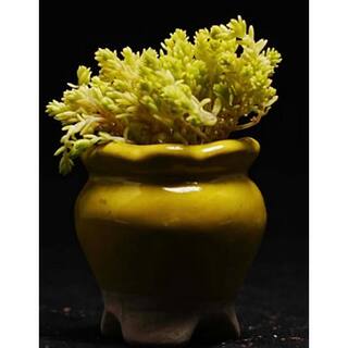 Zeus  Ruta Live Gold Moss Sedum Planters in Separate in Pots Pet-Safe (1-Pack) BG-12