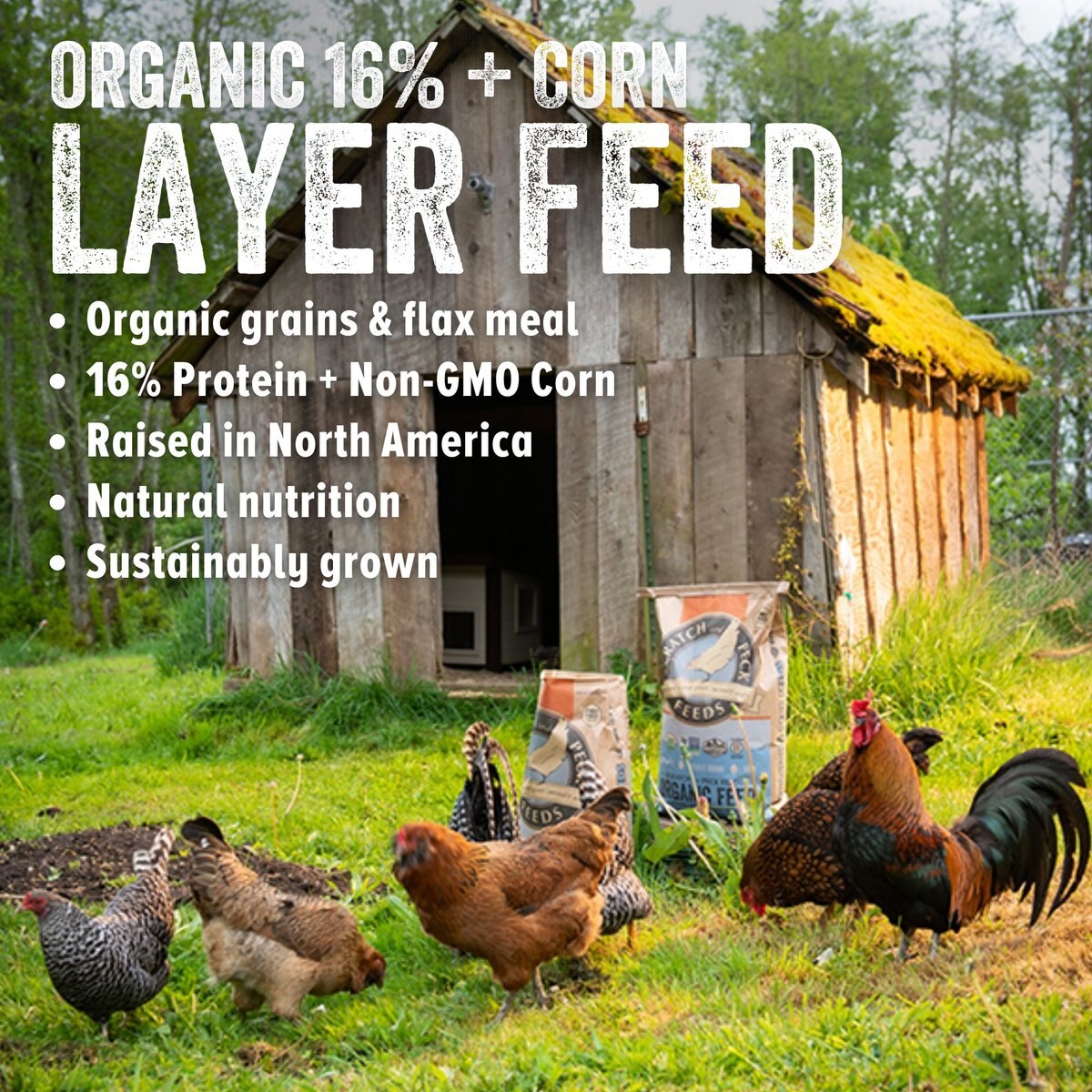 Scratch and Peck Feeds Organic Layer 16% Poultry Feed