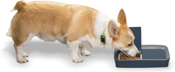 PetSafe Digital 2-Meal Automatic Dog and Cat Feeder