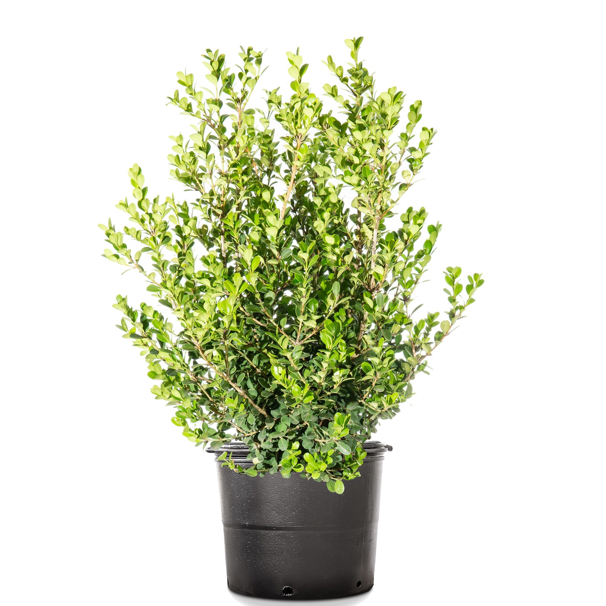 3 Gal. Japanese Boxwood - Hardy Evergreen Hedge Plant