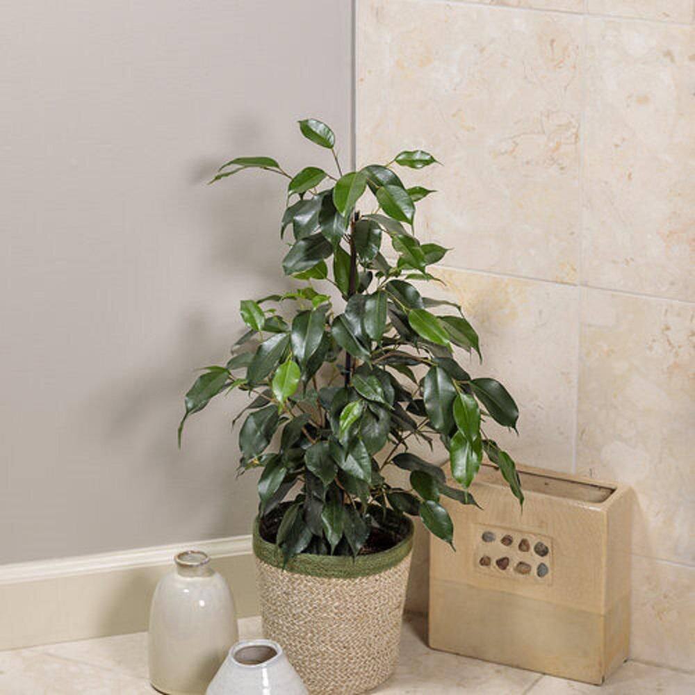 PROVEN WINNERS leafjoy Collection Ficus Benjamina Danielle Plant in 7 in. Seagrass Pot Avg Ship Height 8 in. PWFBD6SEA1PK