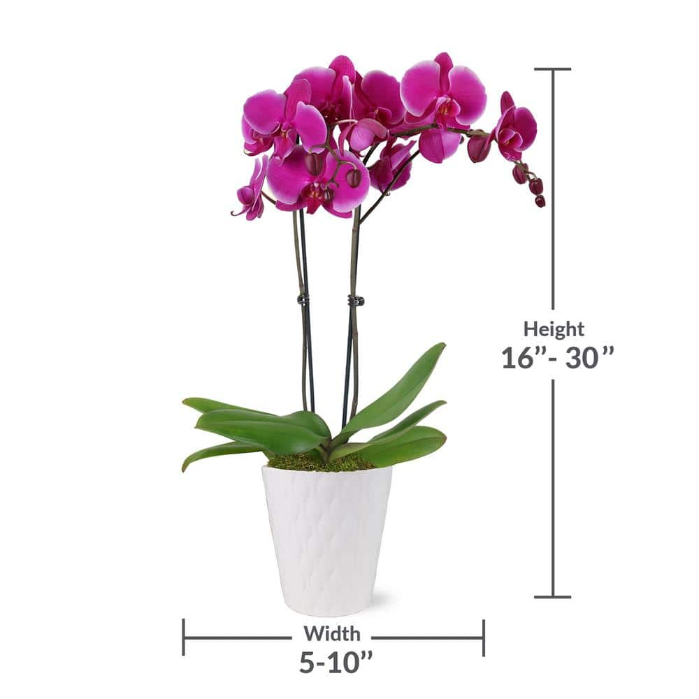 Just Add Ice Premium Orchid (Phalaenopsis) Purple Plant in 5 in. White Ceramic Pottery J5011