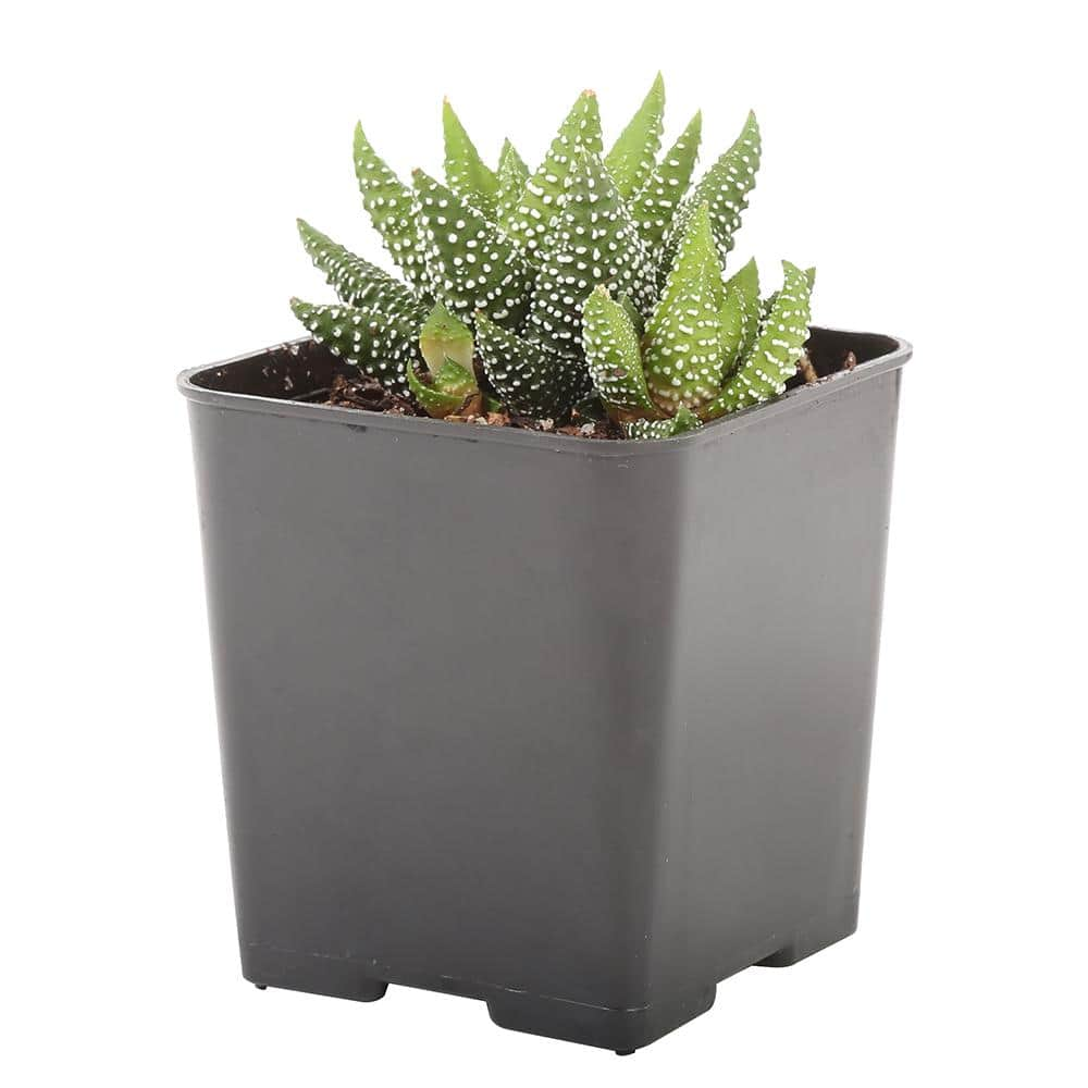 Costa Farms Small Assorted Haworthia Succulents in 2.5 in. Grower Pot， Avg. Shipping Height 3 in. Tall (4-Pack) 2SUCCHAWGROW4PK